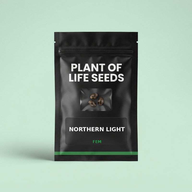 NORTHERN LIGHT