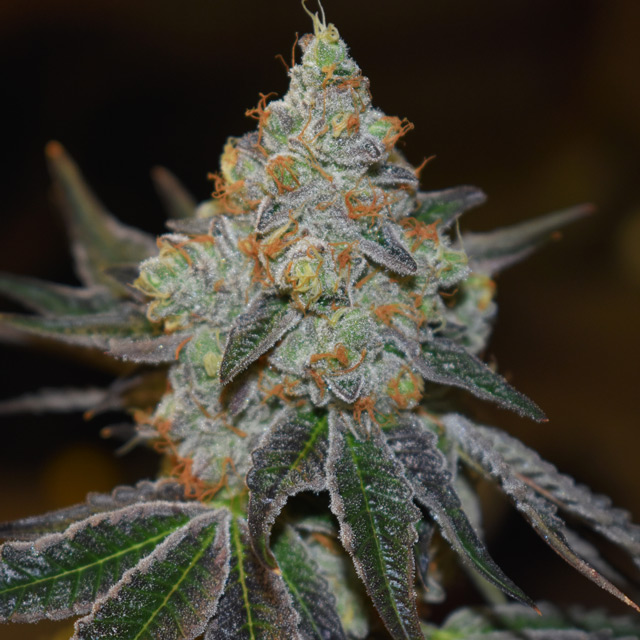 Mimosa Autoflowering Feminized - 3 Seeds