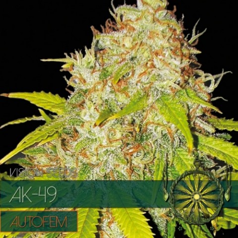 AK-49 Autoflowering Feminized