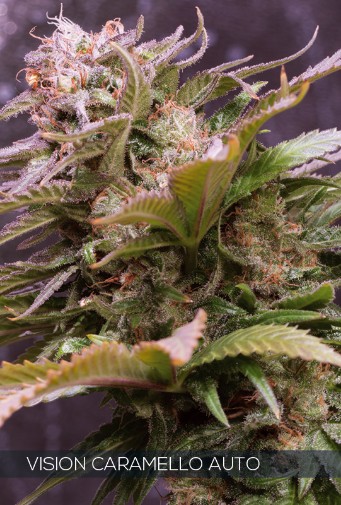 Vision Caramello Autoflowering Feminized - 3 Seeds