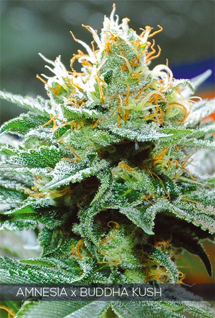Amnesia x Buddha Kush Feminized
