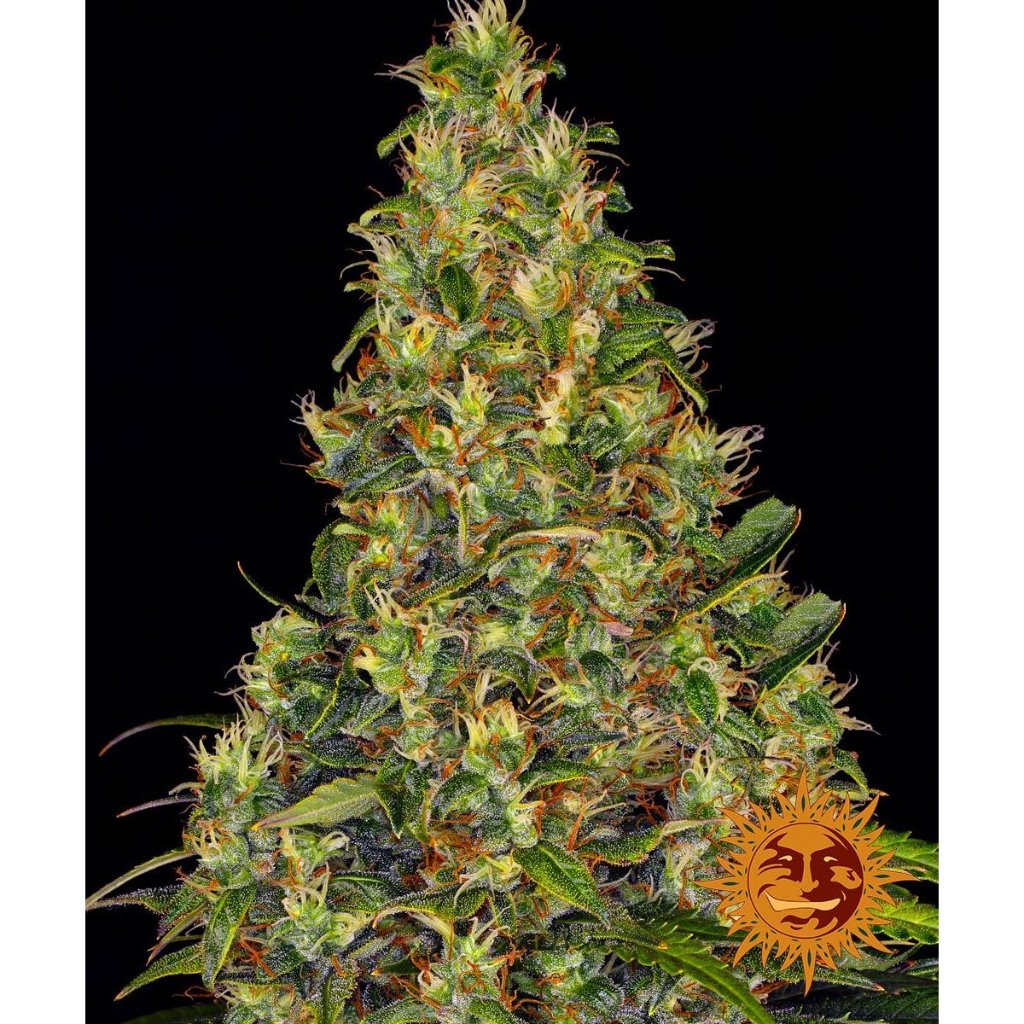 Barney's Farm - Amnesia Haze Auto - Pack of 5 Seeds