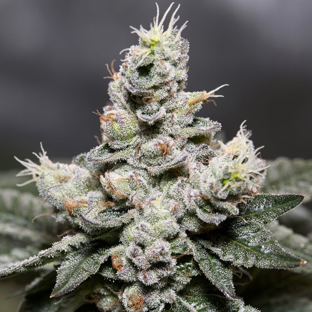 Zkittlez Autoflowering Feminized - 3 Seeds
