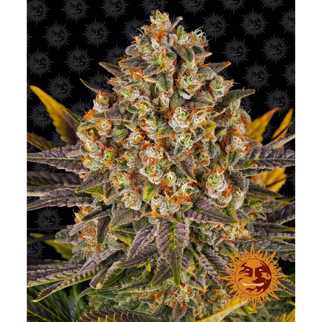 Barney's Farm - Banana Punch - Pack of 3 Seeds