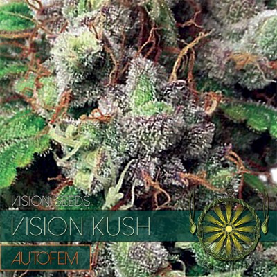 Vision Kush Autoflowering Feminized - 3 Seeds
