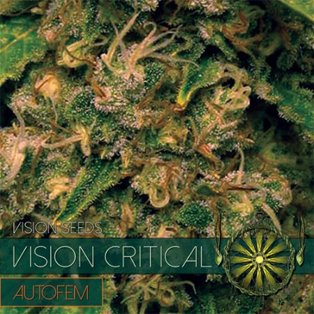 Vision Critical Autoflowering Feminized - 5 Seeds