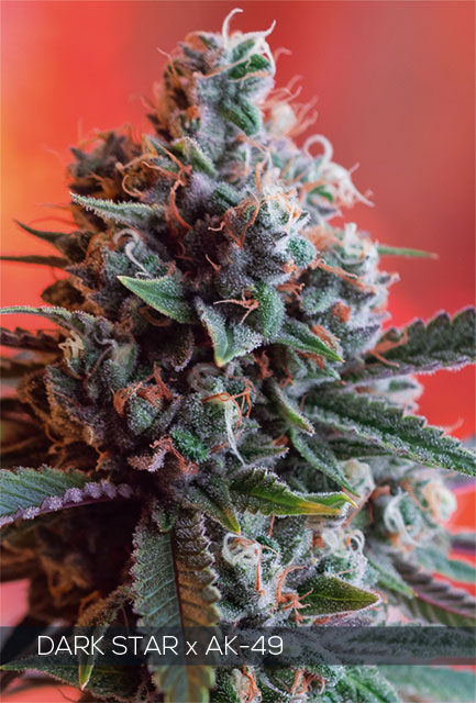Dark Star x AK-49 Feminized