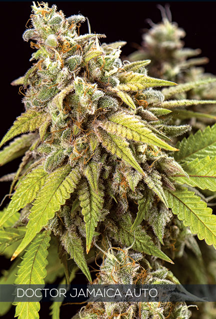 Doctor Jamaica Autoflowering Feminized